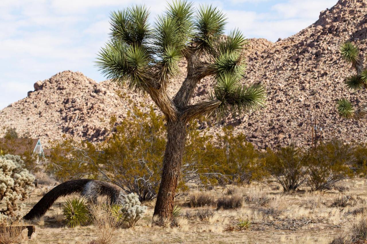 @ Marbella Lane - 10 Acres Oasis Desert Retreat! Joshua Tree Eksteriør billede